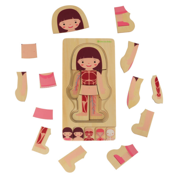 Puzzle drewniane warstwowe budowa ciała montessori dziewczynka - obrazek 4