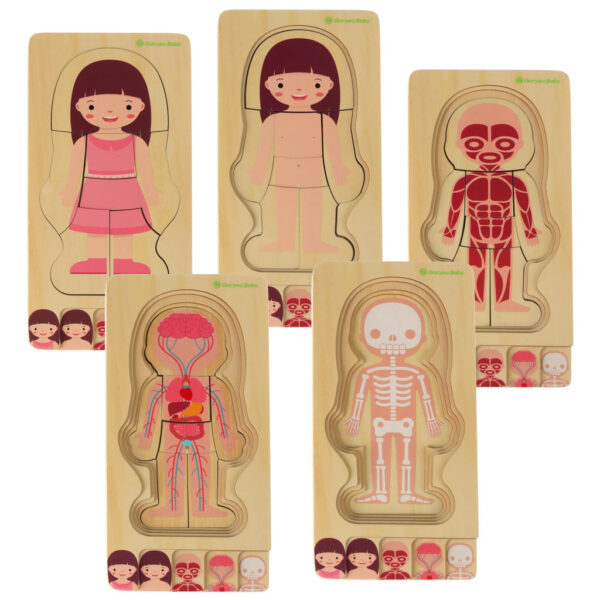 Puzzle drewniane warstwowe budowa ciała montessori dziewczynka - obrazek 5